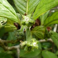 Psychotria dubia var. dubia (Wight) Alston